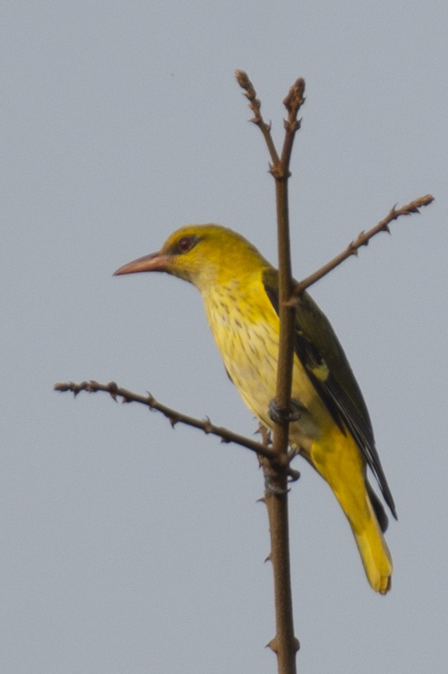 Indian Golden Oriole - ML645385771