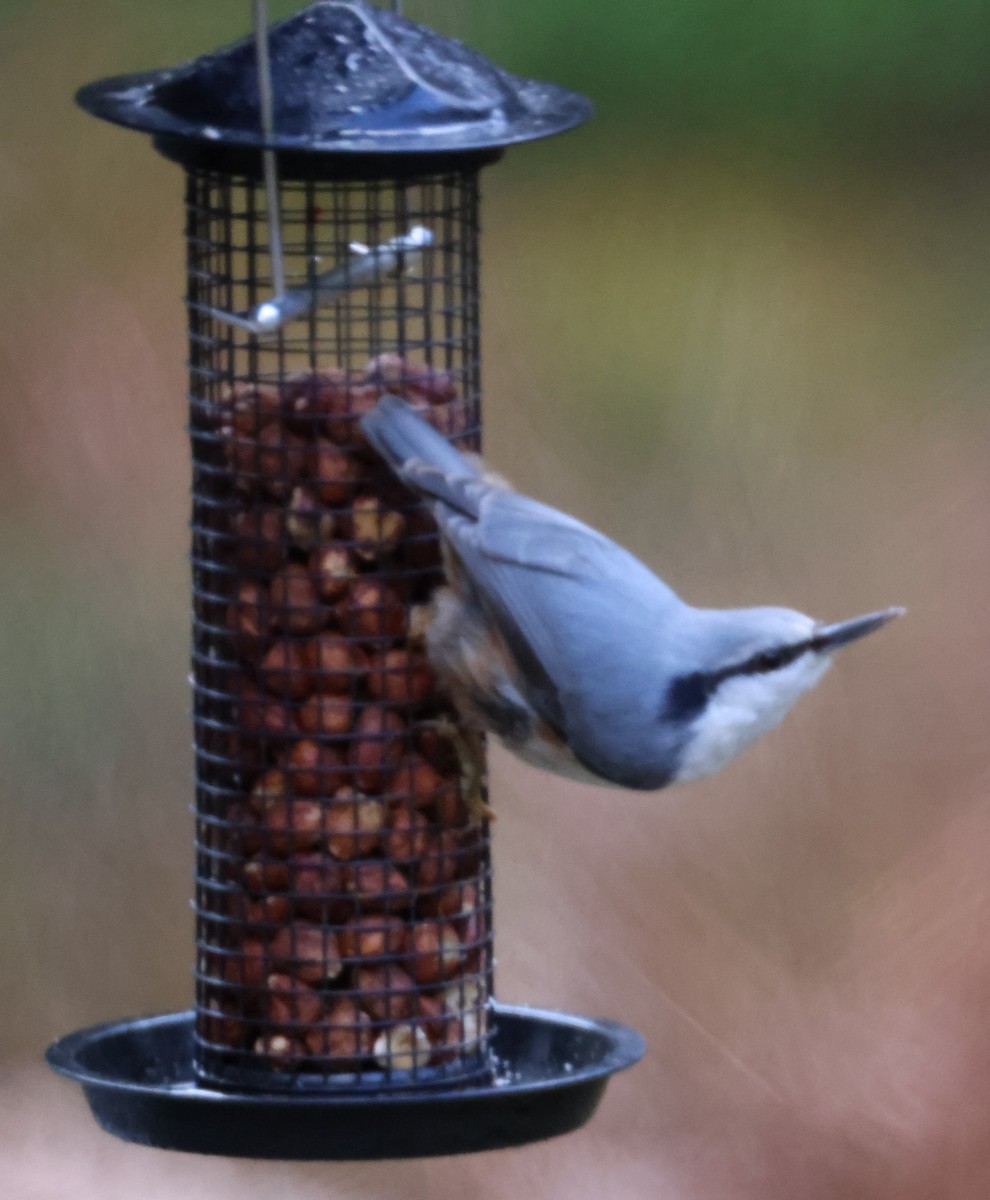 Eurasian Nuthatch - ML645385779