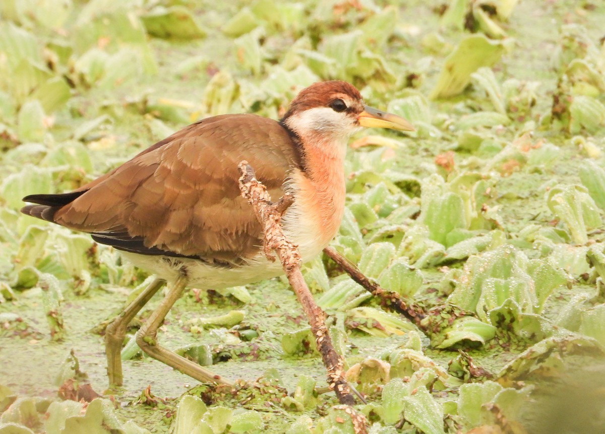 Бронзовокрылая якана - ML645385811