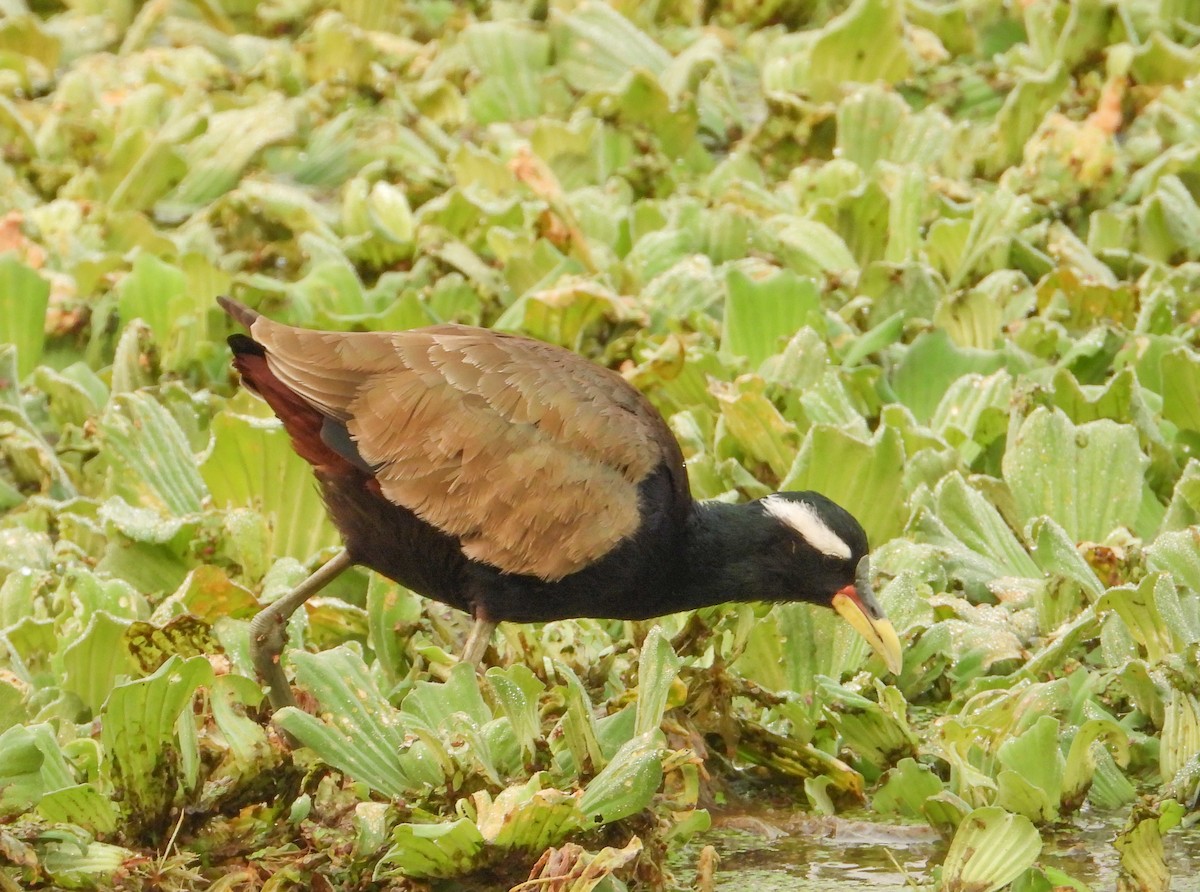 Бронзовокрылая якана - ML645385825