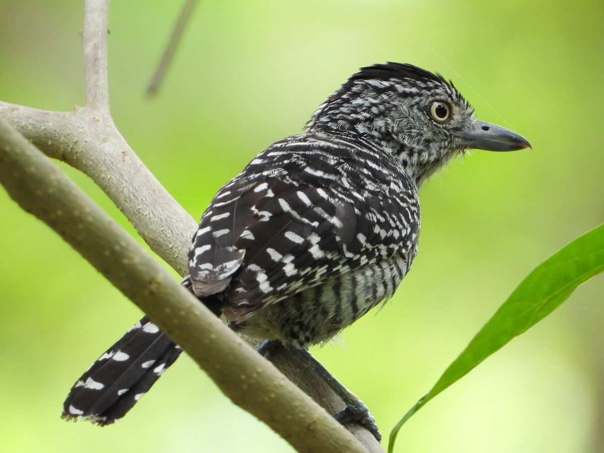Barred Antshrike (Barred) - ML645385834