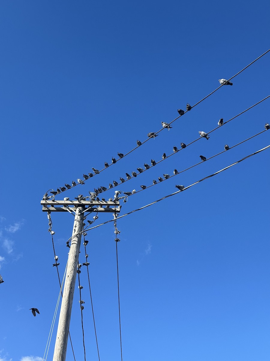 野鴿(野化) - ML645385842