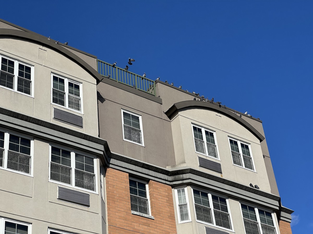 野鴿(野化) - ML645385844