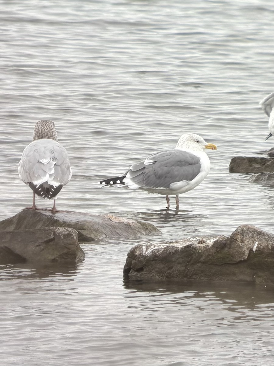 Kanada- x Heringsmöwe (Hybrid) - ML645385847