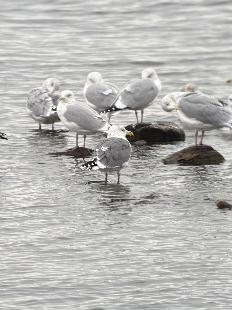 Kanada- x Heringsmöwe (Hybrid) - ML645385848