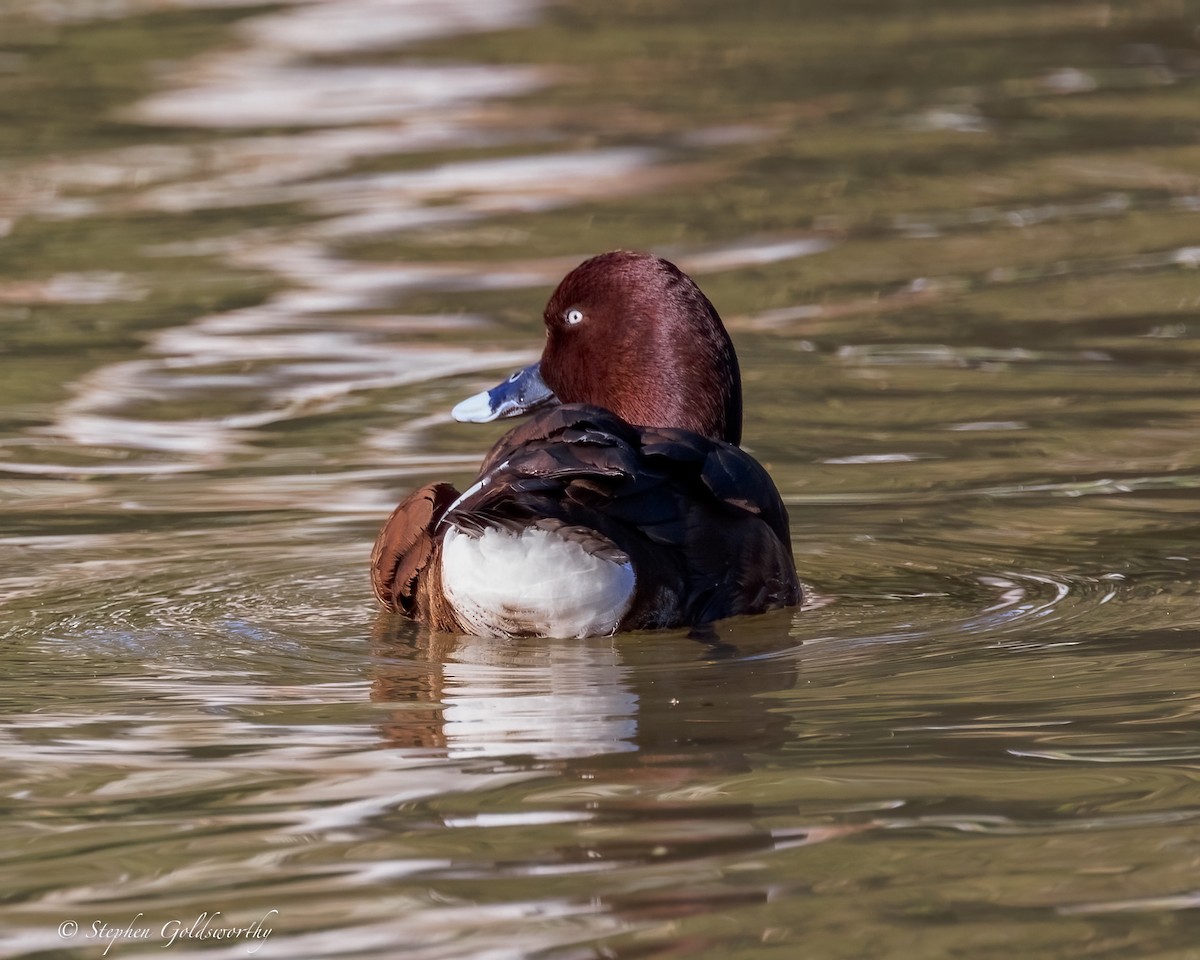 Hardhead - ML645385851