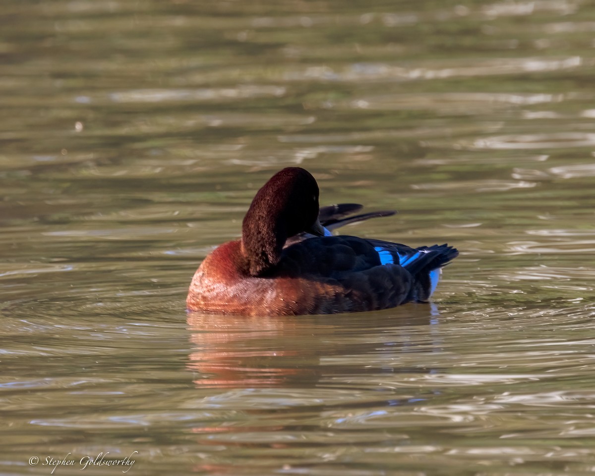 Hardhead - ML645385852