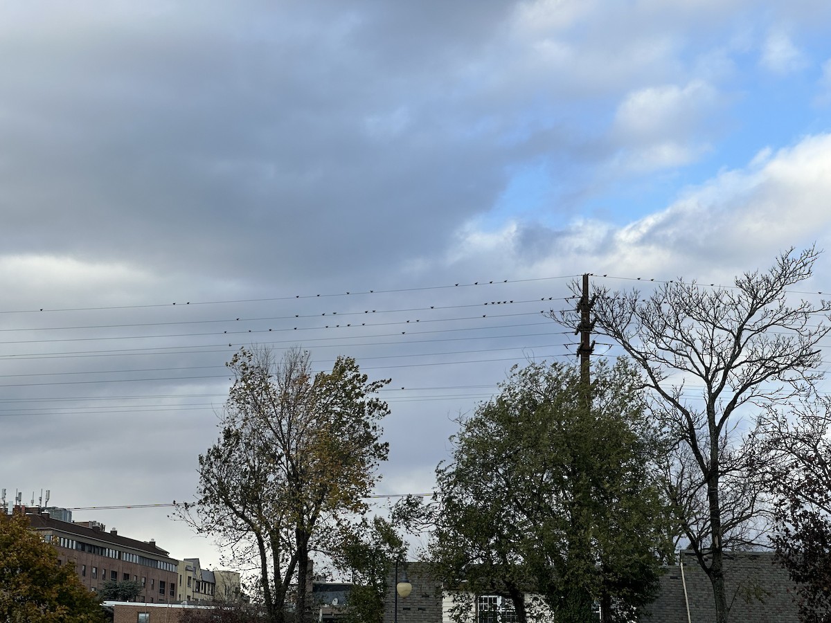 歐洲椋鳥 - ML645385858