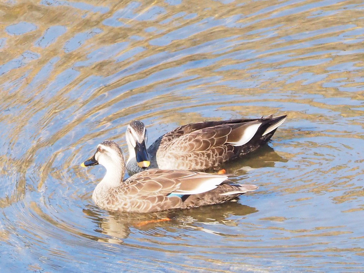 Eastern Spot-billed Duck - ML645385861