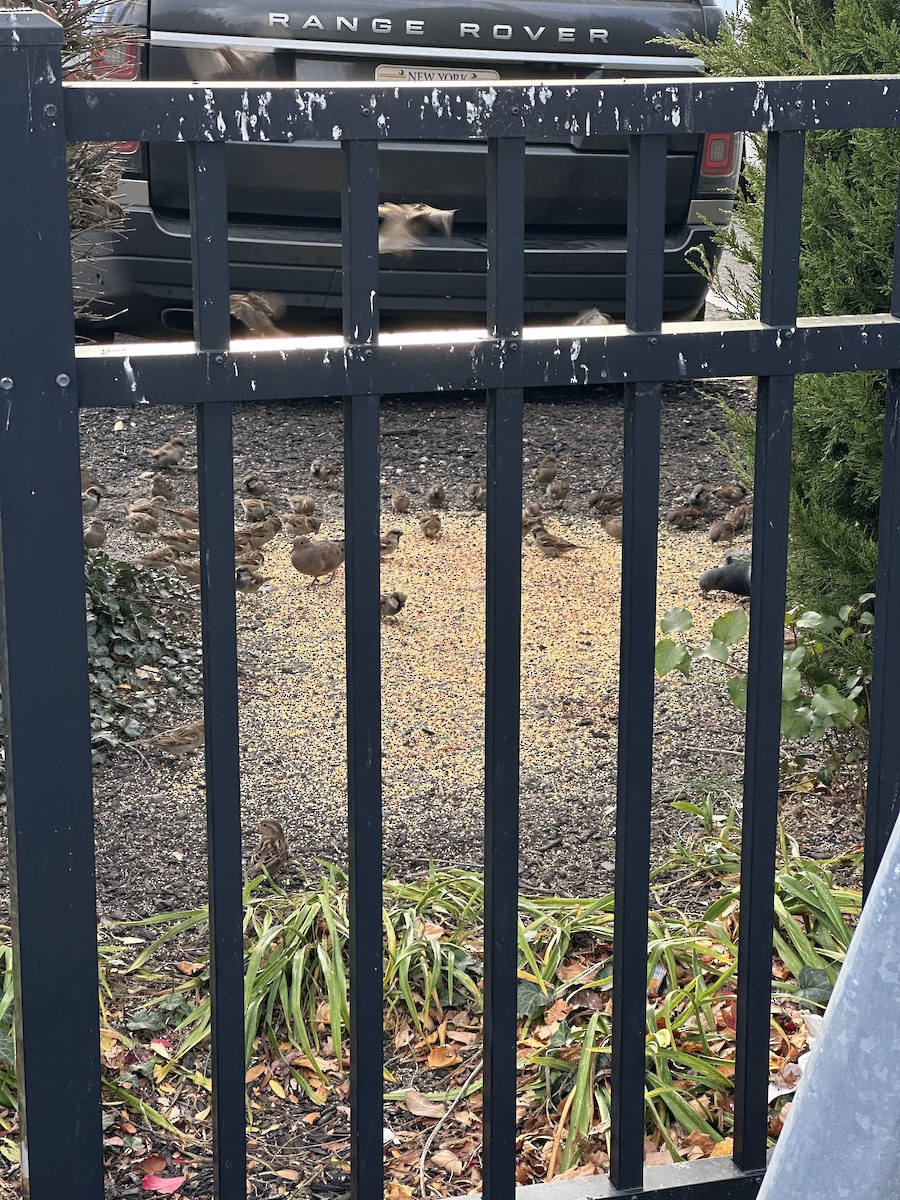 家麻雀 - ML645385862