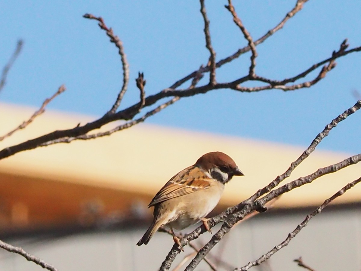 Ağaç Serçesi - ML645385873