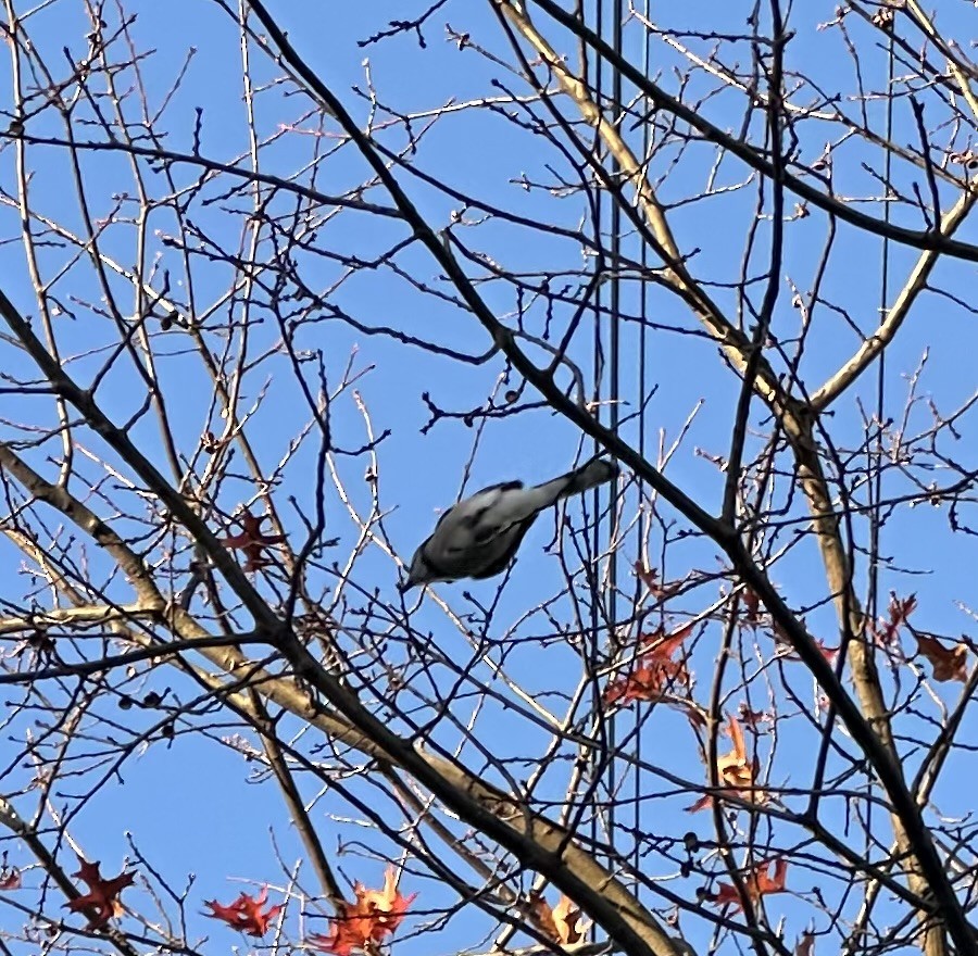 Blue Jay - ML645385876