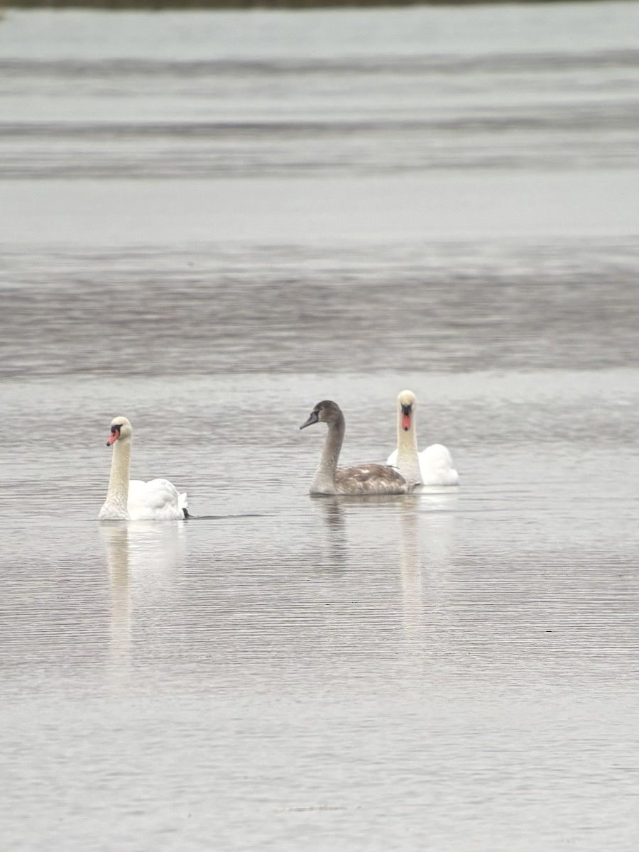 Höckerschwan - ML645385877