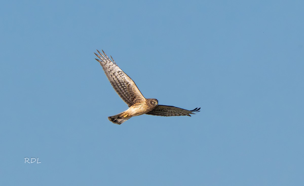 Northern Harrier - ML645385886