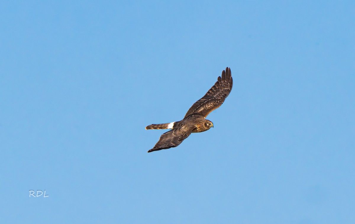 Northern Harrier - ML645385888
