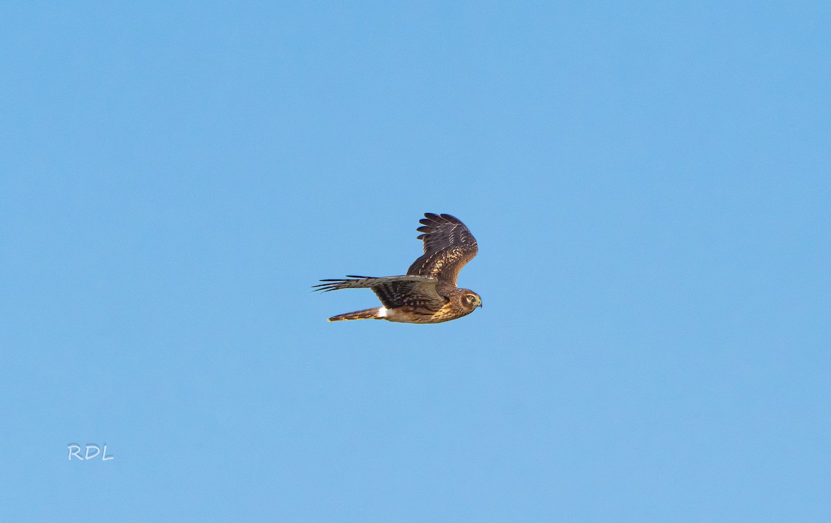 Northern Harrier - ML645385889