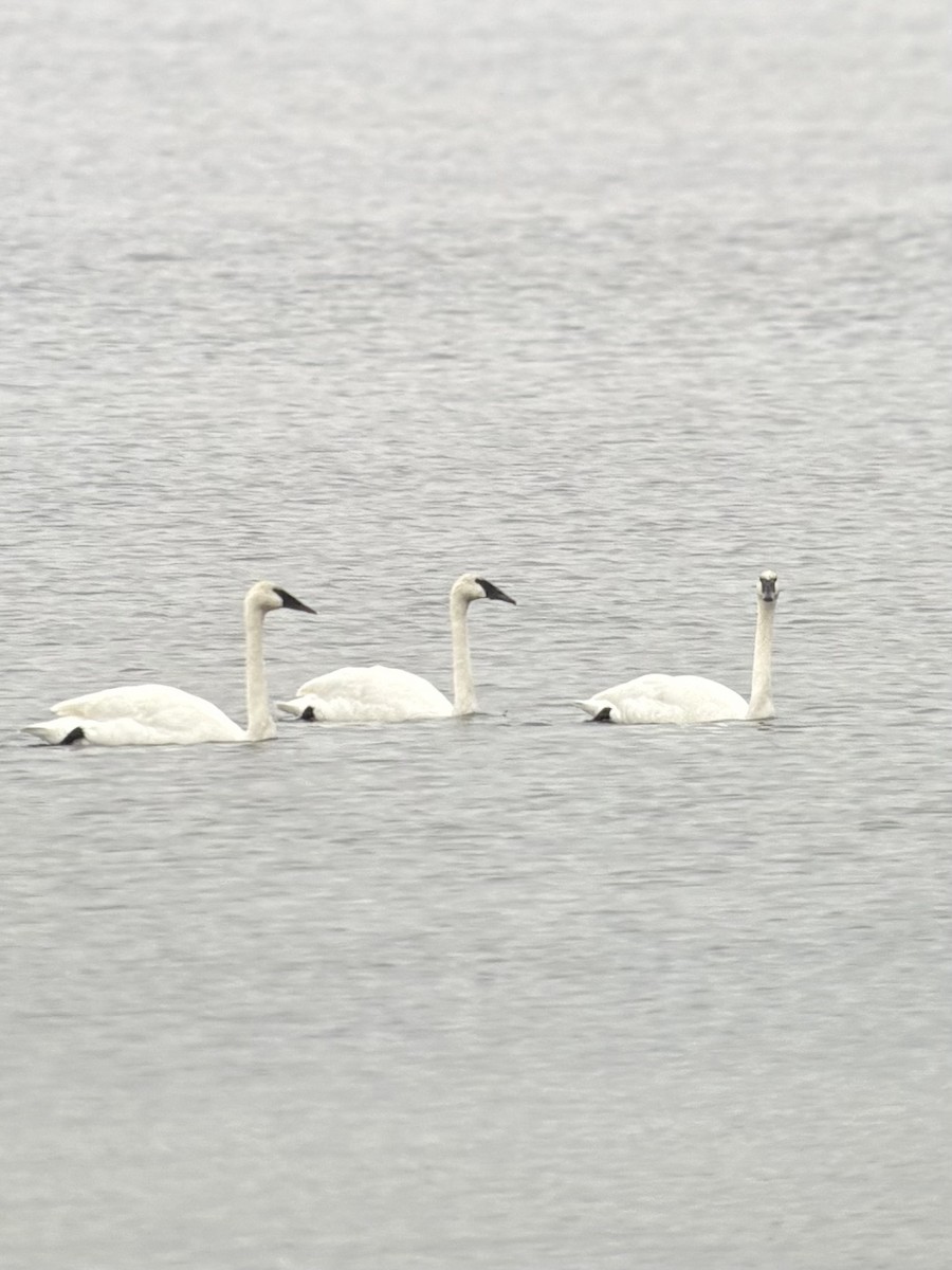 Trompeterschwan - ML645385896