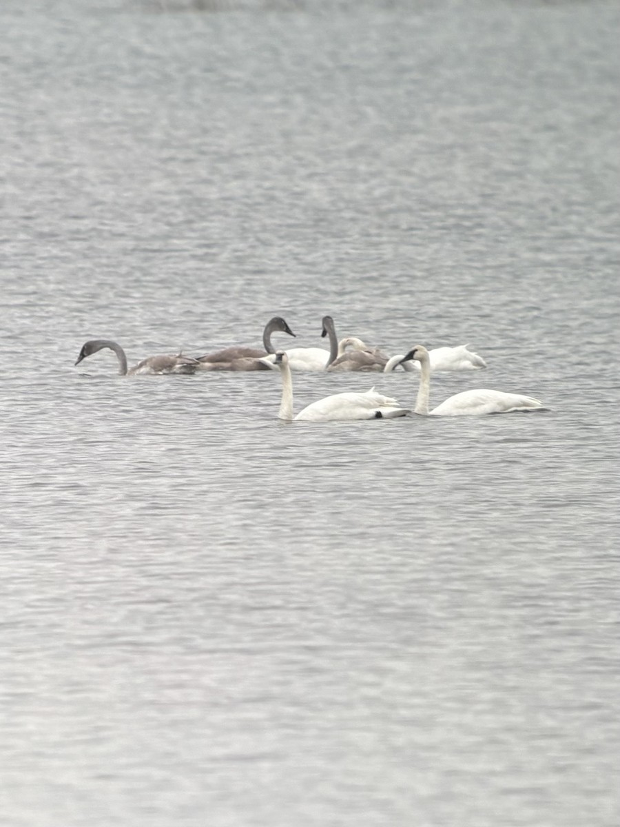 Trompeterschwan - ML645385897