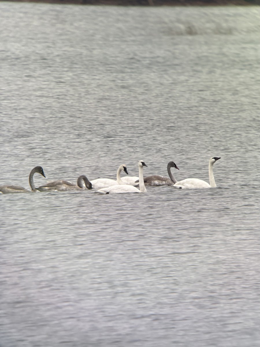 Trompeterschwan - ML645385898