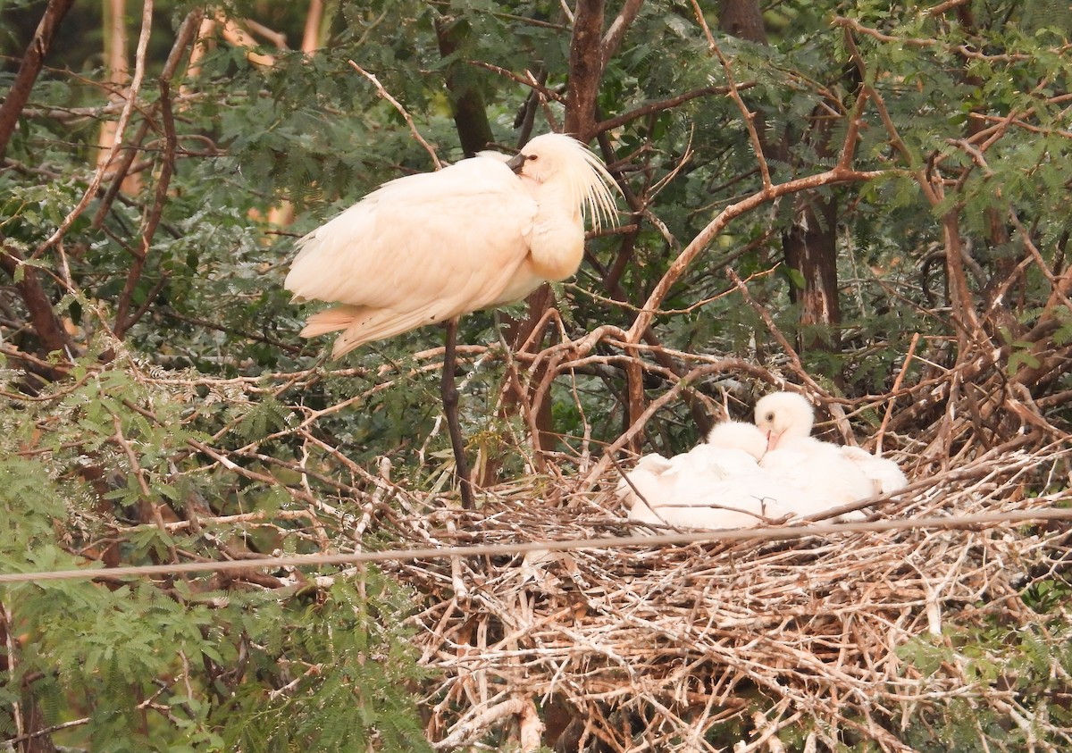 Eurasian Spoonbill - ML645385899