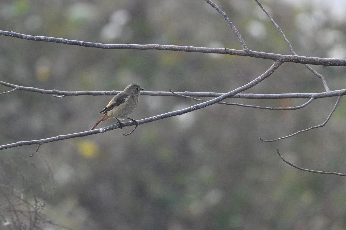 חכלילית סיבירית - ML645385904