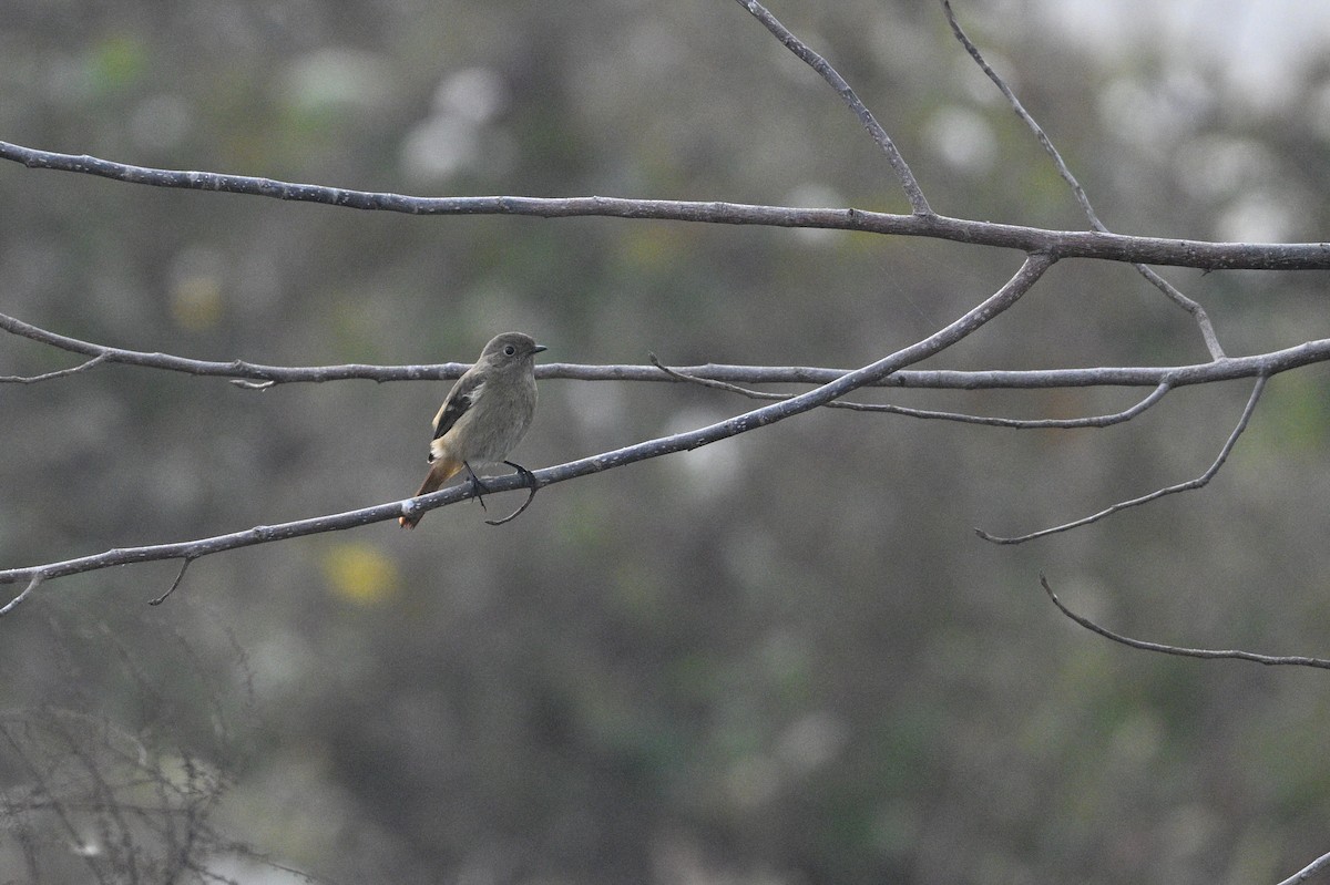 חכלילית סיבירית - ML645385905