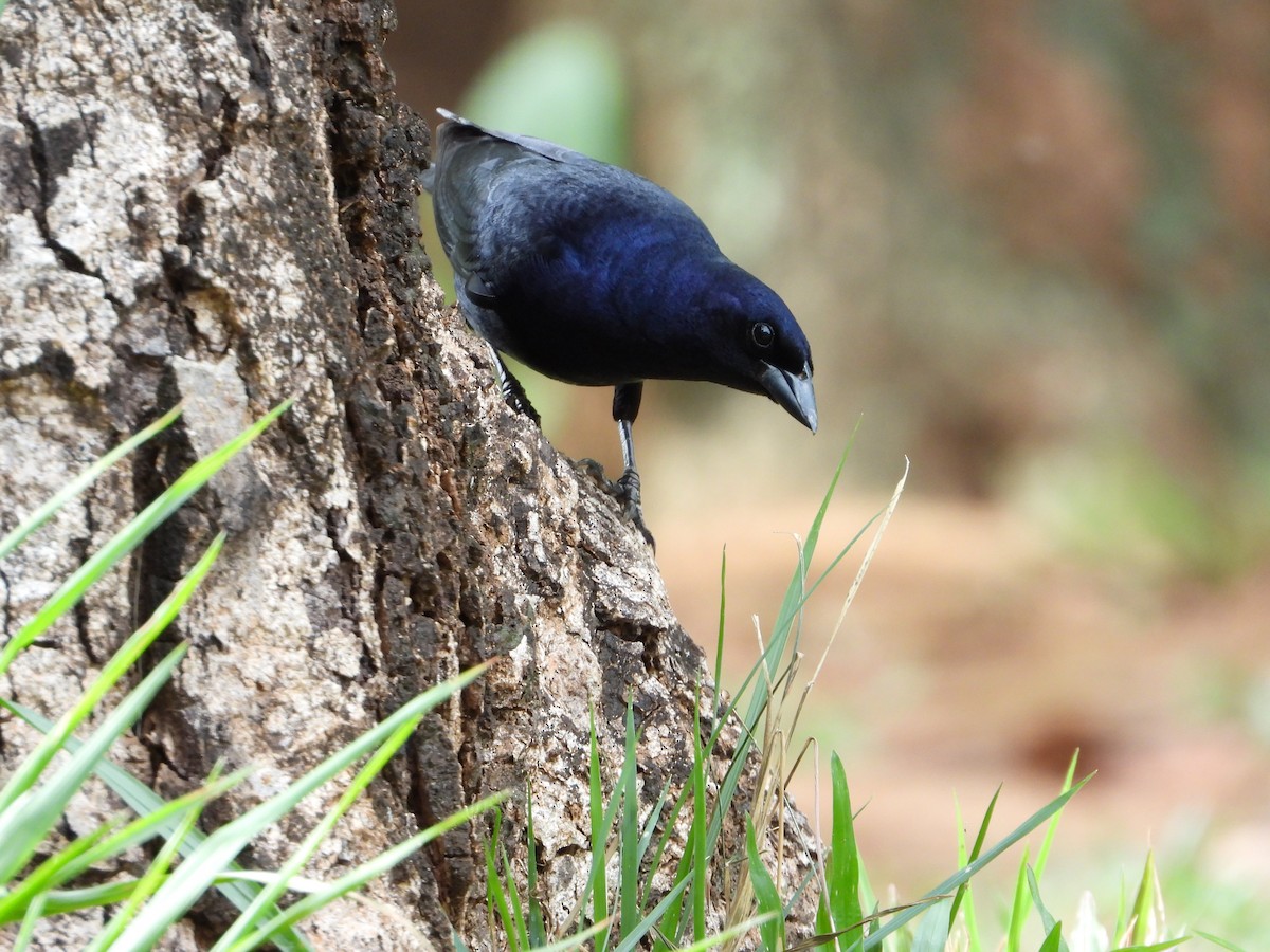 テリバネコウウチョウ - ML645385907