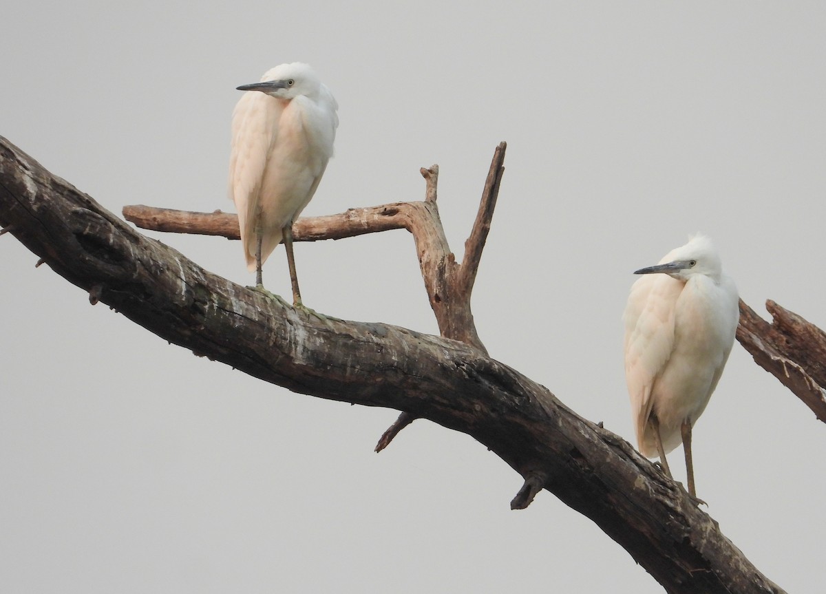 Little Egret - ML645385914