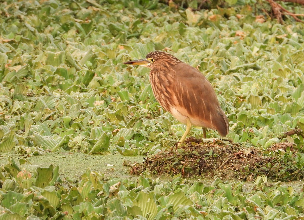 Hint Alaca Balıkçılı - ML645385918