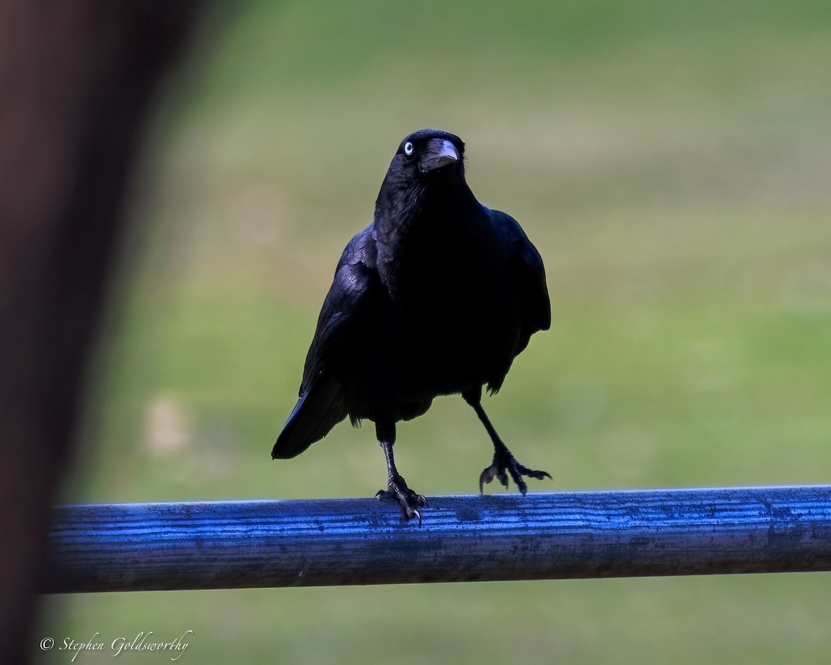 Torresian Crow - ML645385928