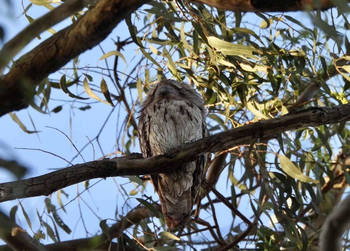 Tawny Frogmouth - ML645385942