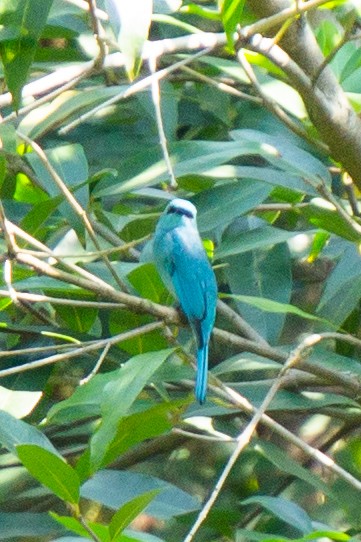Verditer Flycatcher - ML645385961