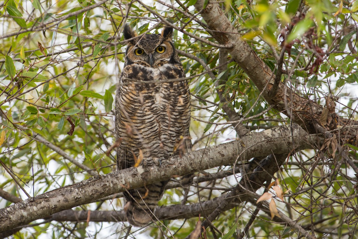 Пугач віргінський - ML645385973