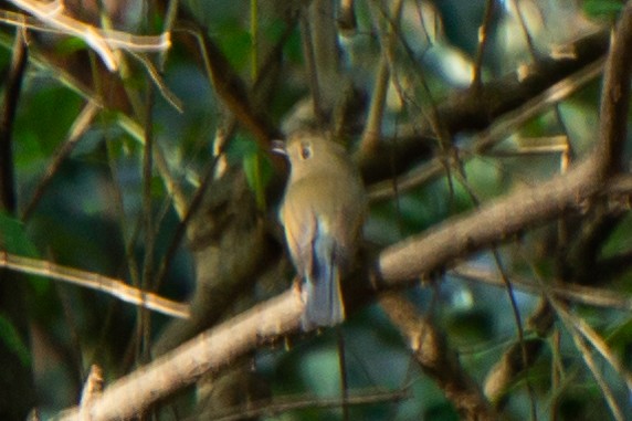 Red-flanked Bluetail - ML645385986