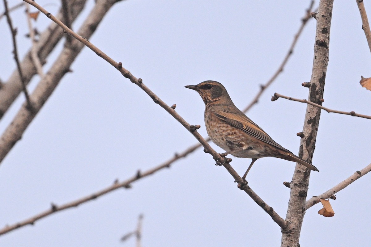 Kızıl Kanatlı Ardıç - ML645385989