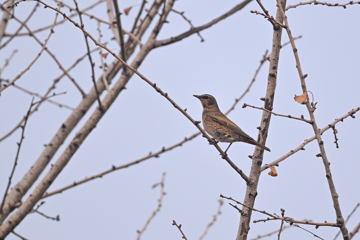 Kızıl Kanatlı Ardıç - ML645385990