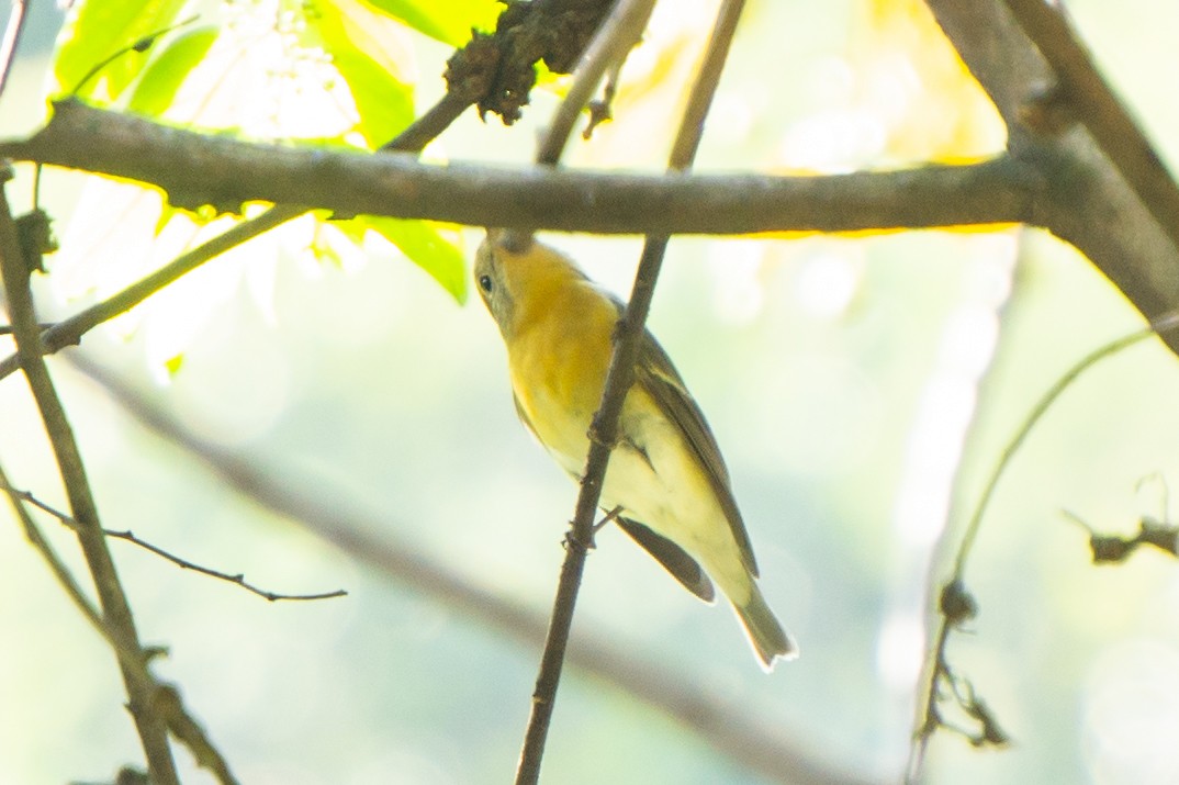 Mugimaki Flycatcher - ML645385999