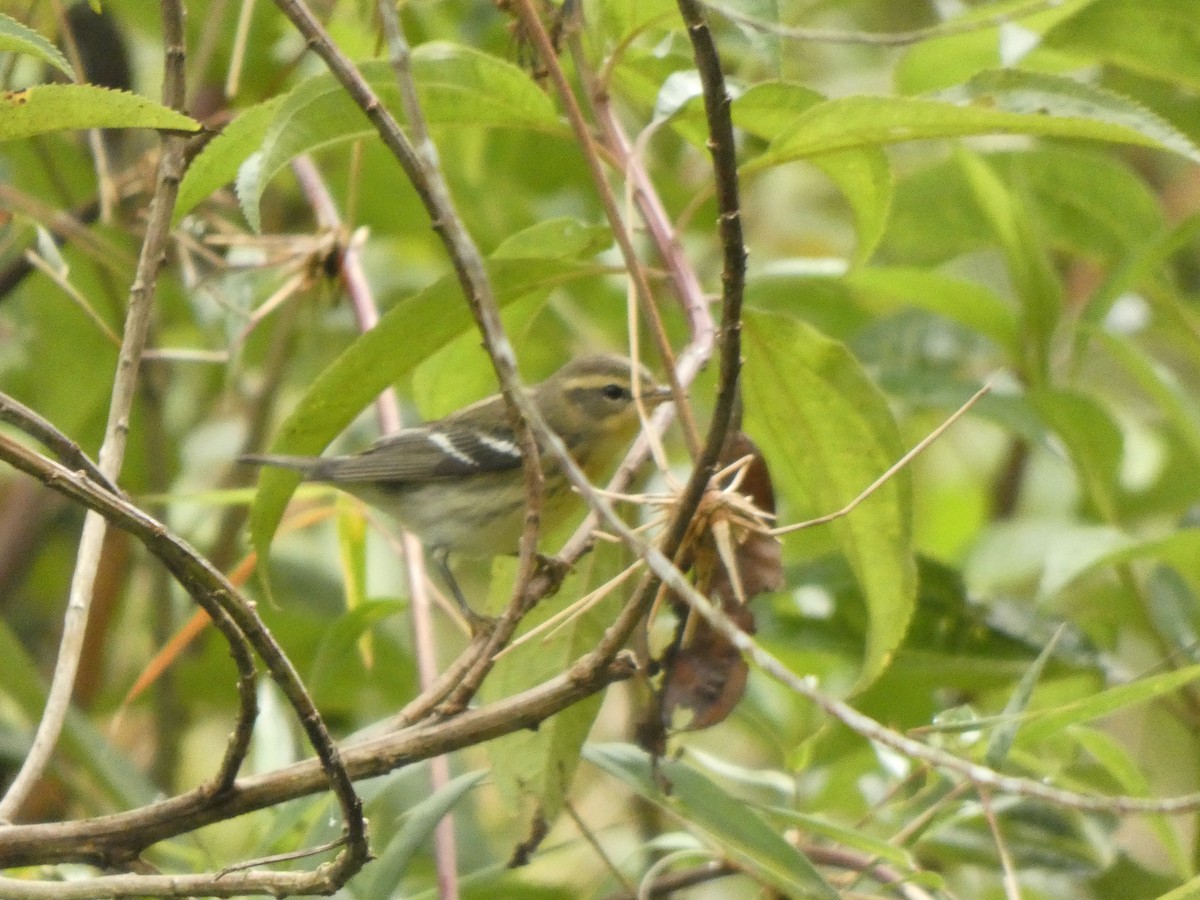 Reinita Gorjinaranja - ML645386005