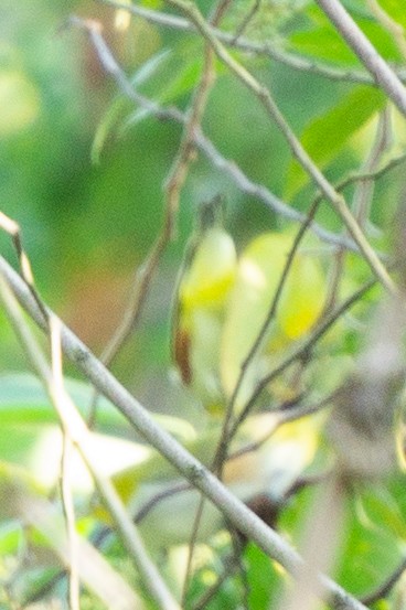 Chestnut-flanked White-eye - ML645386006