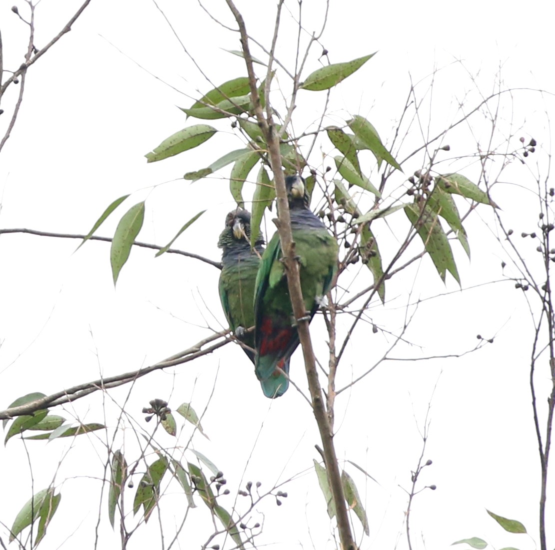 Scaly-headed Parrot - ML645386013