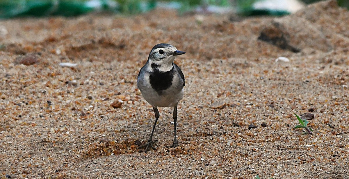 White Wagtail - ML645386014
