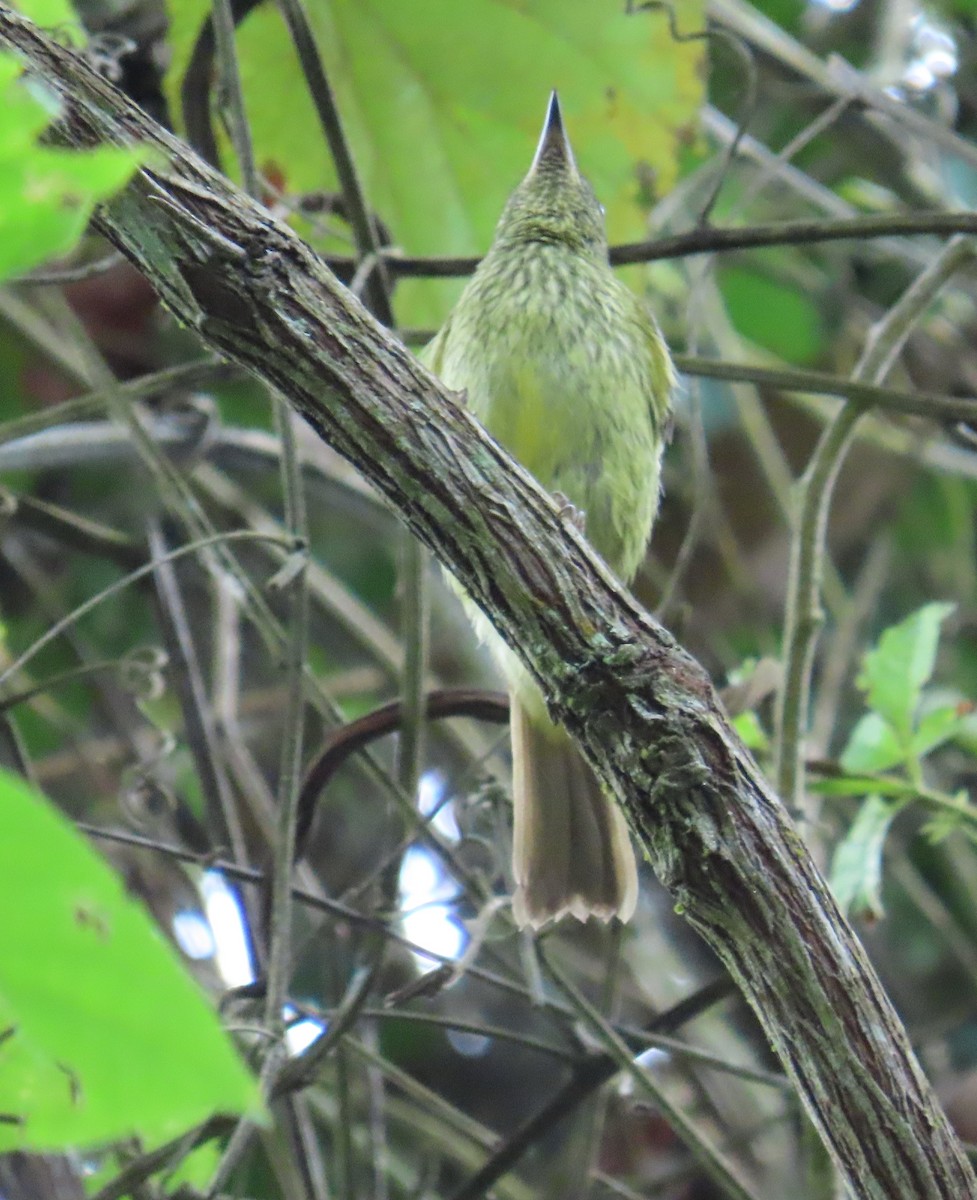 Olive-striped Flycatcher - ML645386015