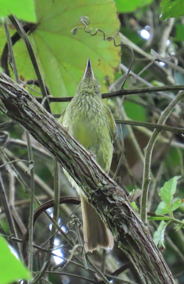 Olive-striped Flycatcher - ML645386034
