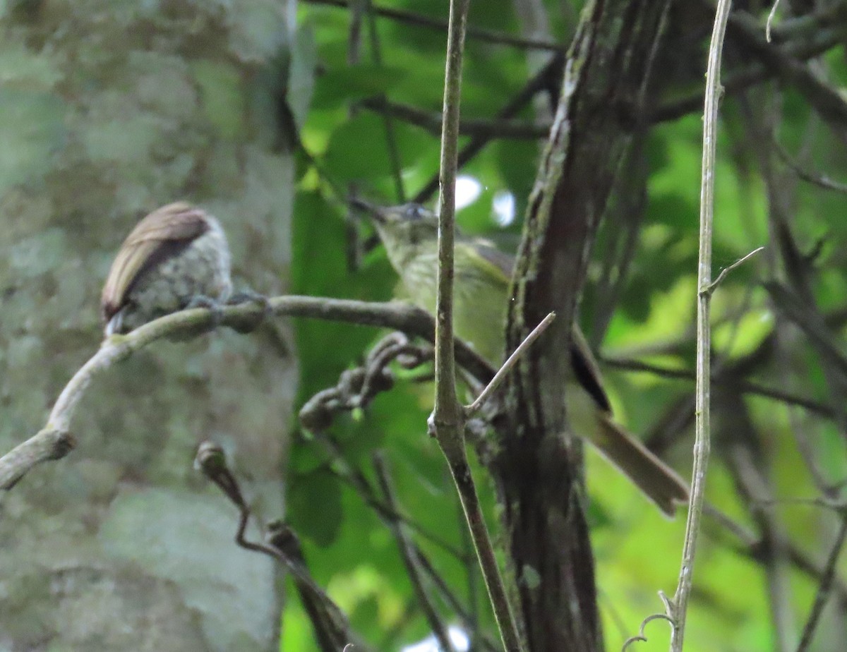 Olive-striped Flycatcher - ML645386044