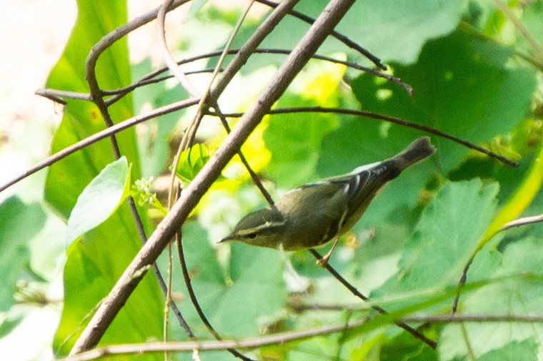 Yellow-browed Warbler - ML645386045