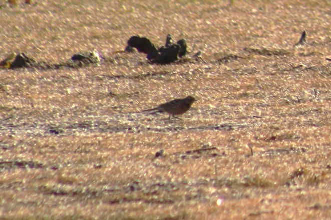 American Pipit - ML645386048