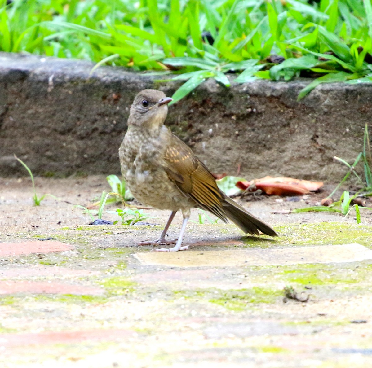 Pale-breasted Thrush - ML645386050