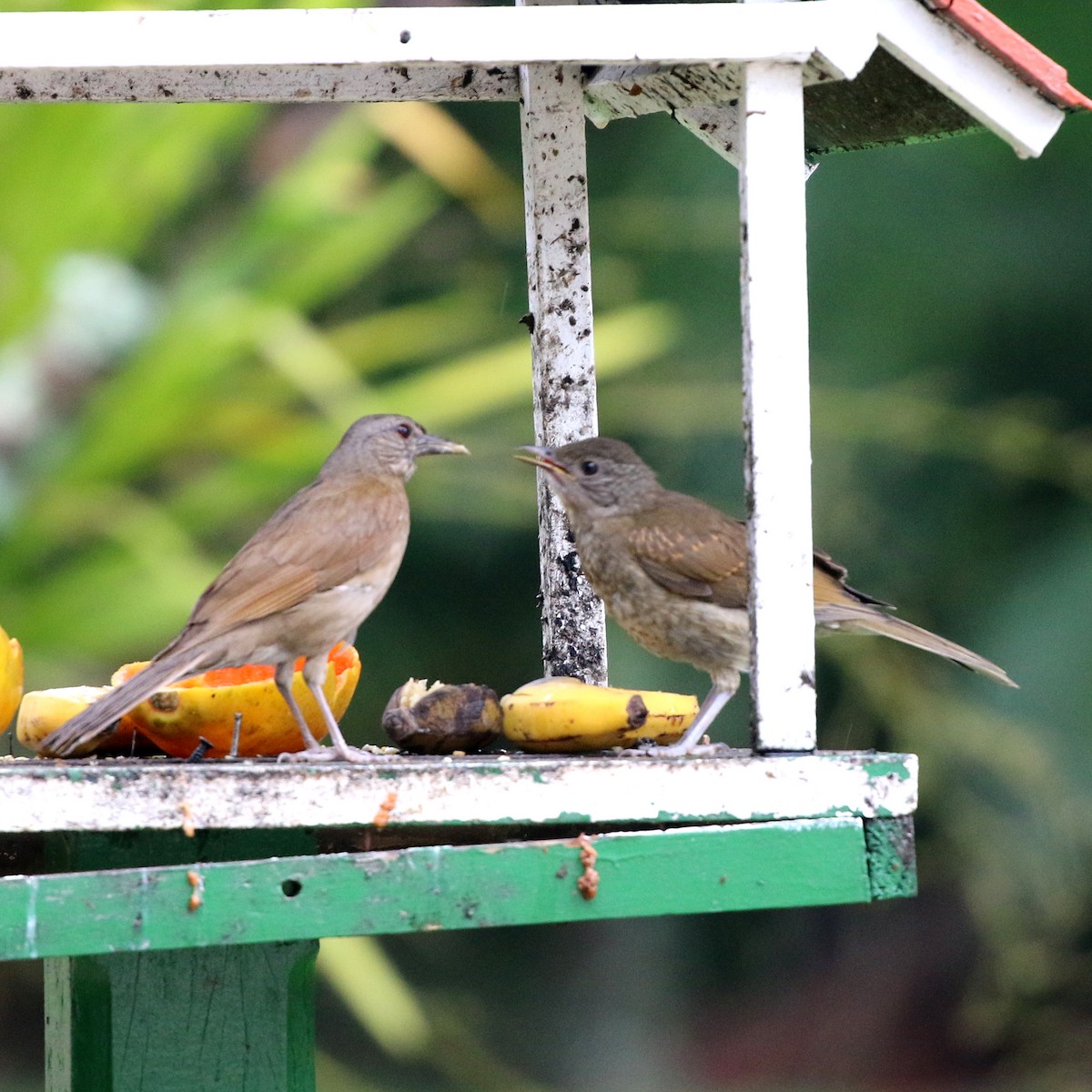 Pale-breasted Thrush - ML645386056
