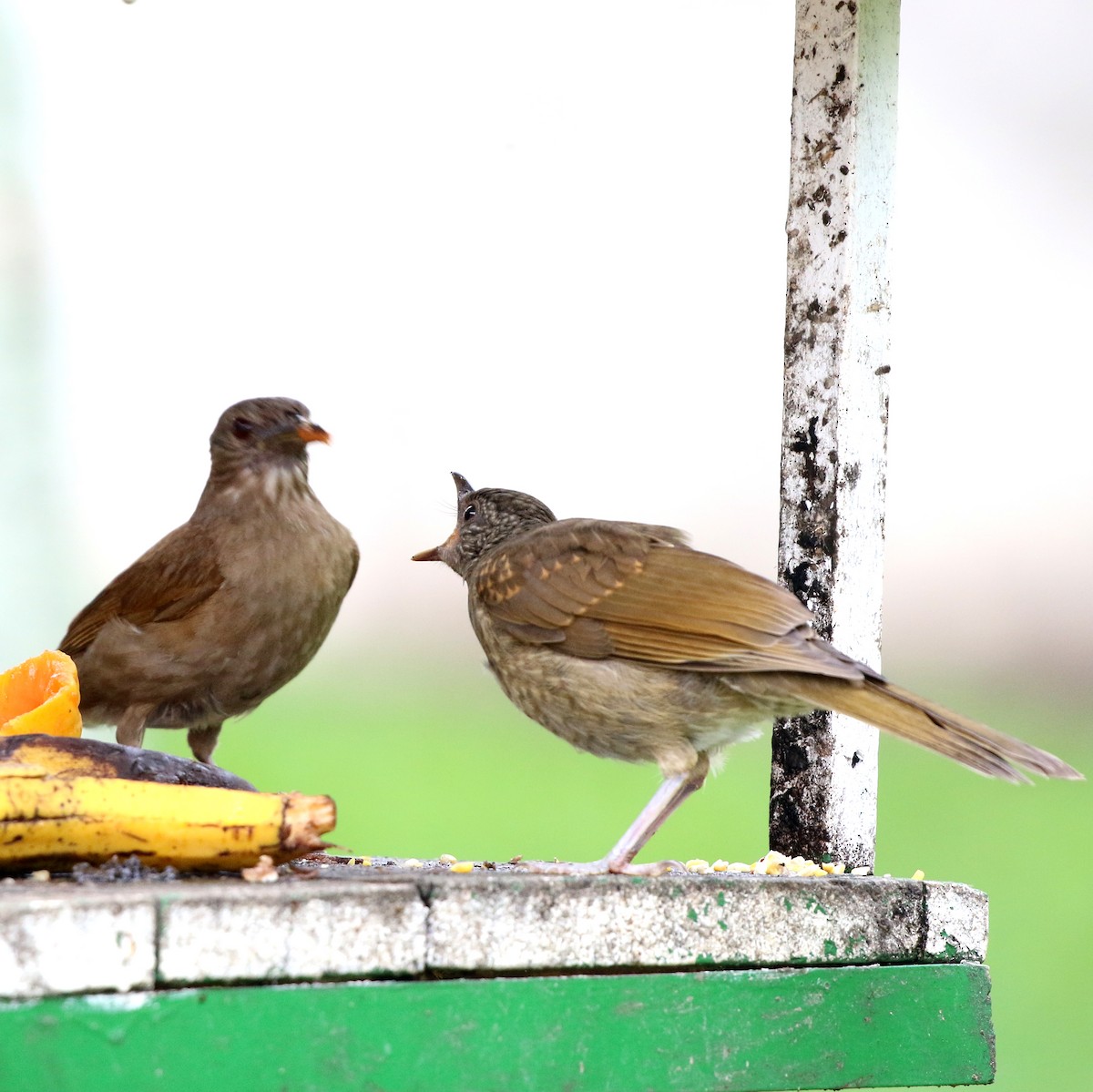 Pale-breasted Thrush - ML645386059