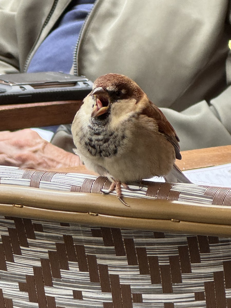 Italian Sparrow - ML645386062